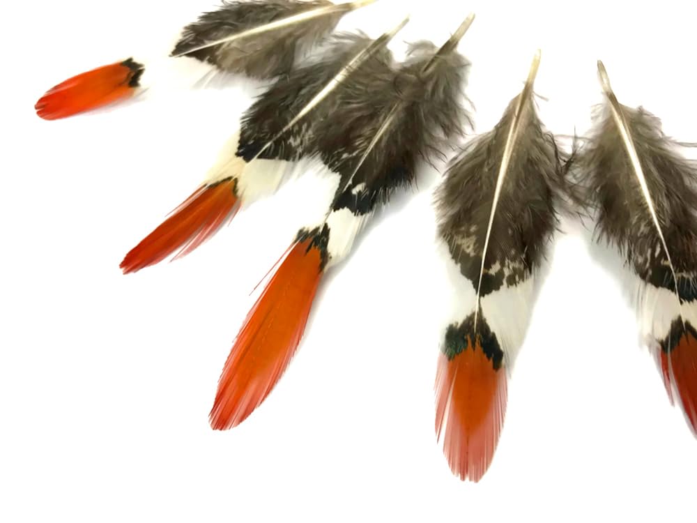 5 Pieces - 4-6" Short Natural Orange Tips Lady Amherst Pheasant Feather