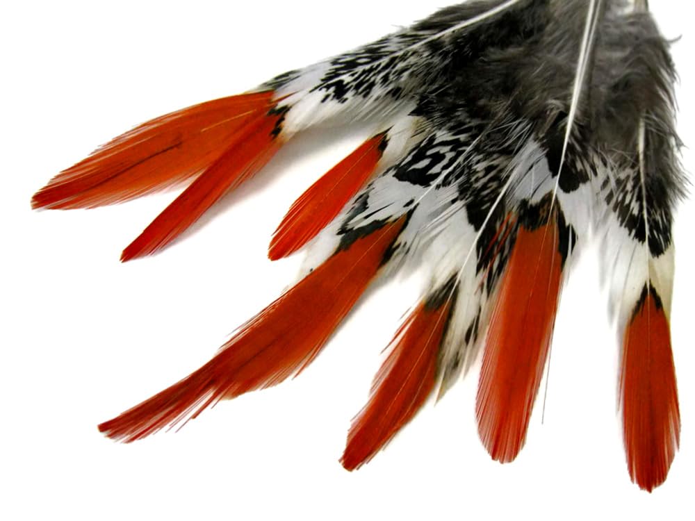 5 Pieces - 4-6" Short Natural Orange Tips Lady Amherst Pheasant Feather