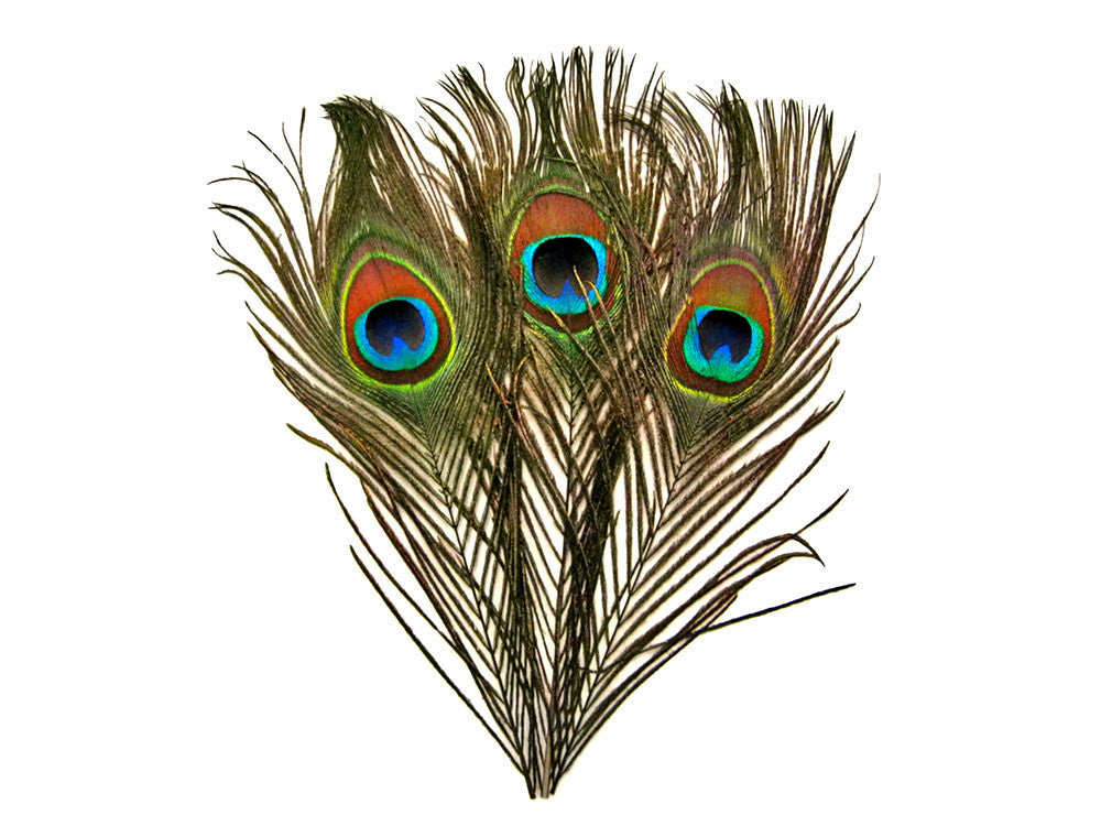 500 Pieces - 10-12" Natural Iridescent Green Peacock Tail Eye Wholesale Feathers (Bulk)