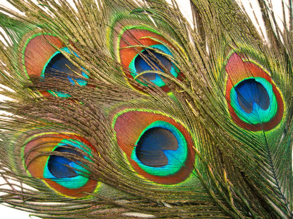 1000 Pieces - 10-12" Natural Iridescent Green Peacock Tail Eye Wholesale Feathers (Bulk)