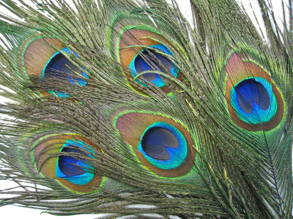 10 Pieces - 10-12" Big Eye Natural Iridescent Green Peacock Tail Eye Feathers