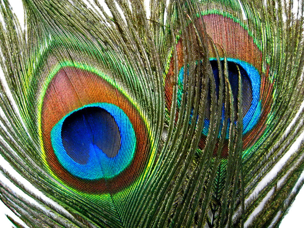 50 Pieces - 45-50" Natural Long Iridescent Peacock Tail Eye Wholesale Feather (Bulk)