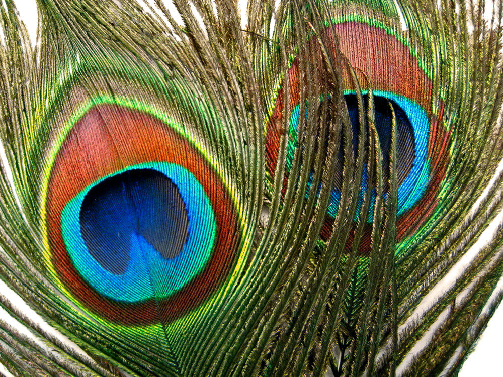 10 Pieces - 30-35" Natural Long Iridescent Peacock Tail Eye Feather