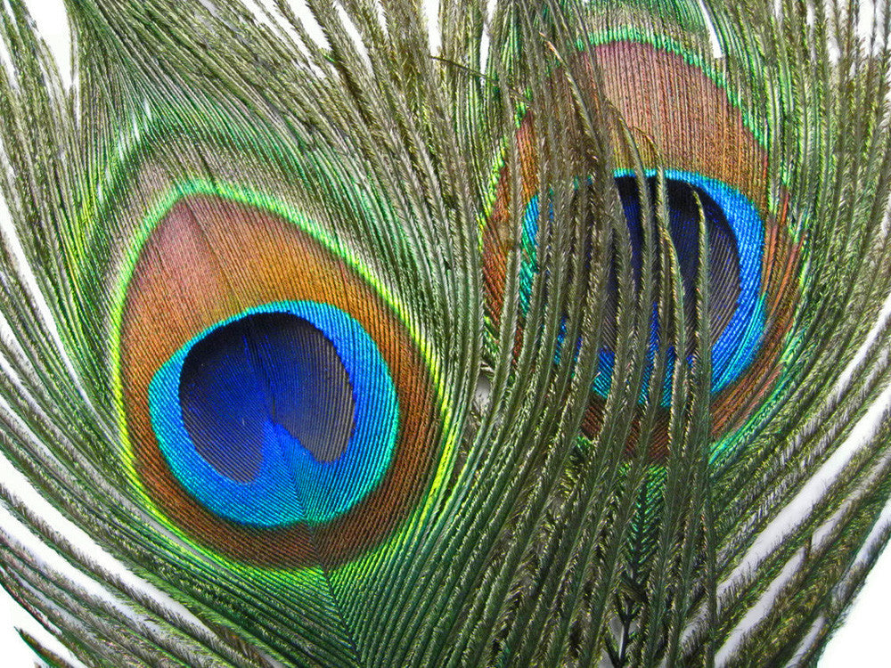 10 Pieces - 10-12" Big Eye Natural Iridescent Green Peacock Tail Eye Feathers