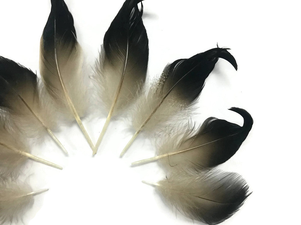 10 Pieces - Natural Mallard Drake Black Curly Tail Feathers