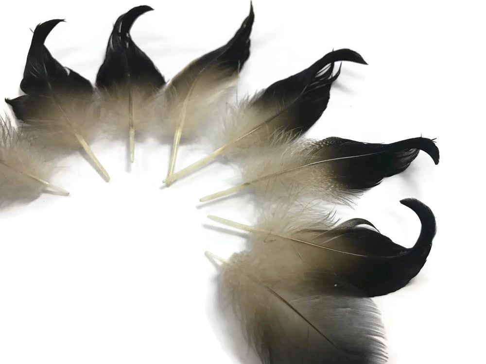 10 Pieces - Natural Mallard Drake Black Curly Tail Feathers