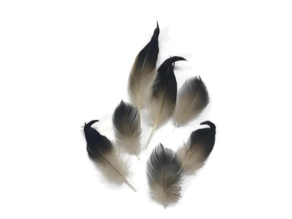 10 Pieces - Natural Mallard Drake Black Curly Tail Feathers