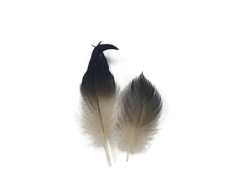 10 Pieces - Natural Mallard Drake Black Curly Tail Feathers