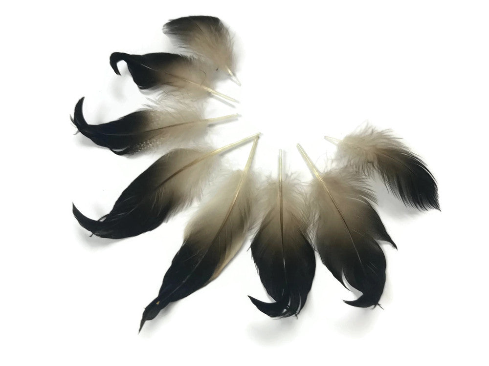 10 Pieces - Natural Mallard Drake Black Curly Tail Feathers