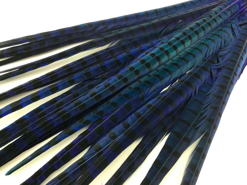 50 Pieces - 18-22" Blue Dyed Over Natural Long Ringneck Pheasant Tail Wholesale Feathers (Bulk)