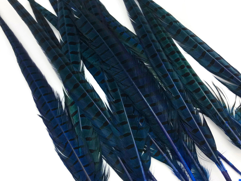 50 Pieces - 18-22" Blue Dyed Over Natural Long Ringneck Pheasant Tail Wholesale Feathers (Bulk)