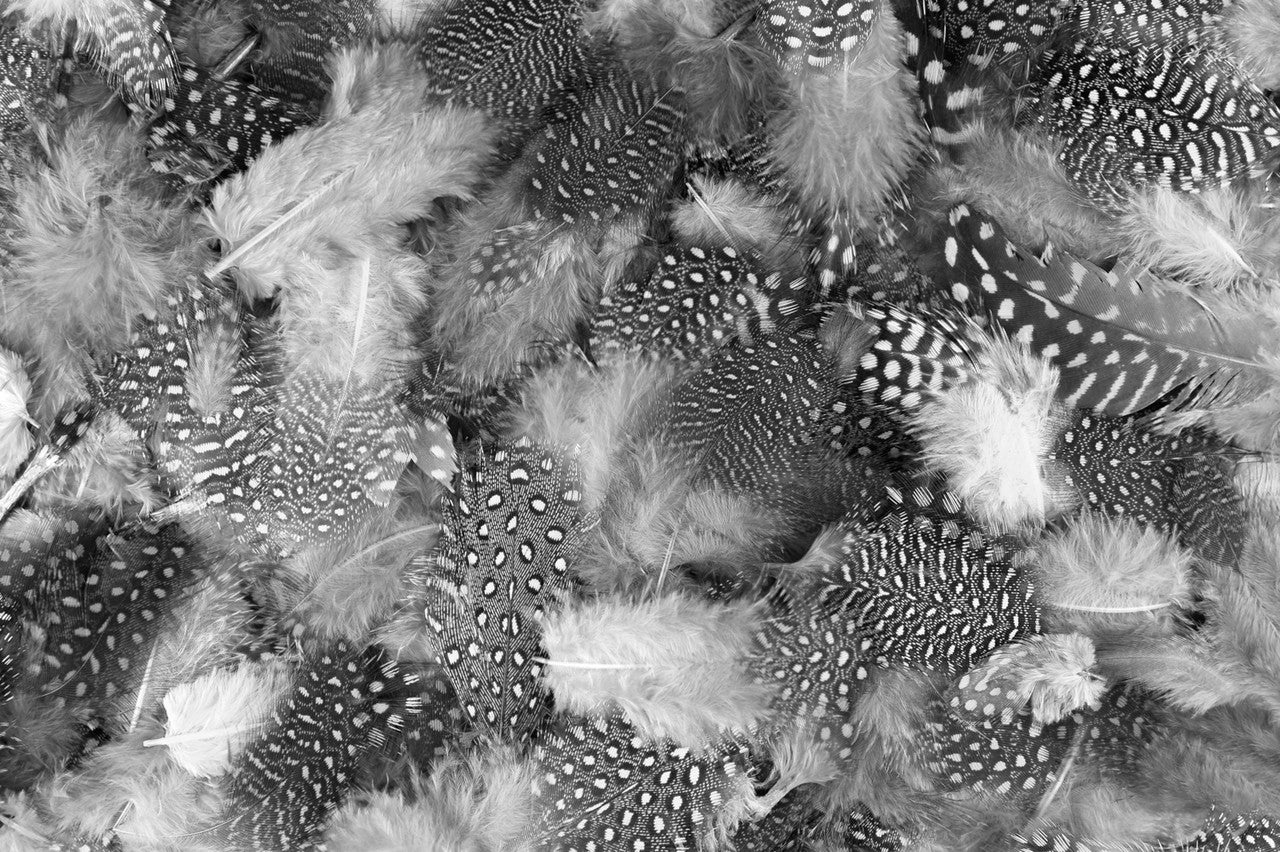 1/4 Lb - Natural Black & White Guinea Hen Plumage Polka Dot Feathers Wholesale (Bulk)