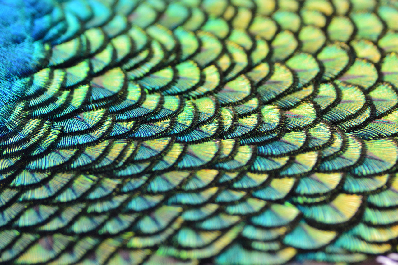 10 Pieces - Iridescent Green Gold Peacock Plumage Loose Feather