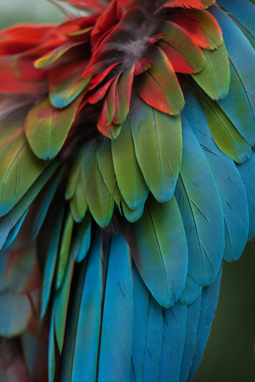 4 Pieces - Iridescent Green And Yellow Greenwing Macaw Small Wing Feathers -Rare-