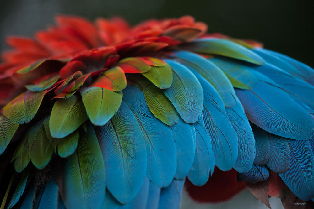 4 Pieces - Iridescent Green And Yellow Greenwing Macaw Small Wing Feathers -Rare-