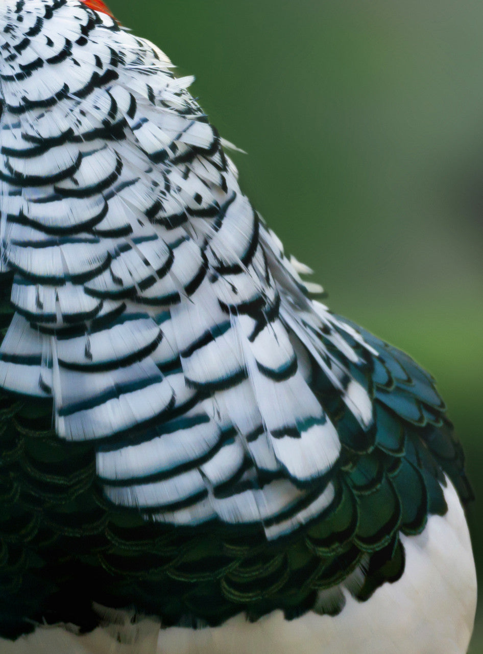 1 Dozen - Natural White Lady Amherst Pheasant Tippet Feathers