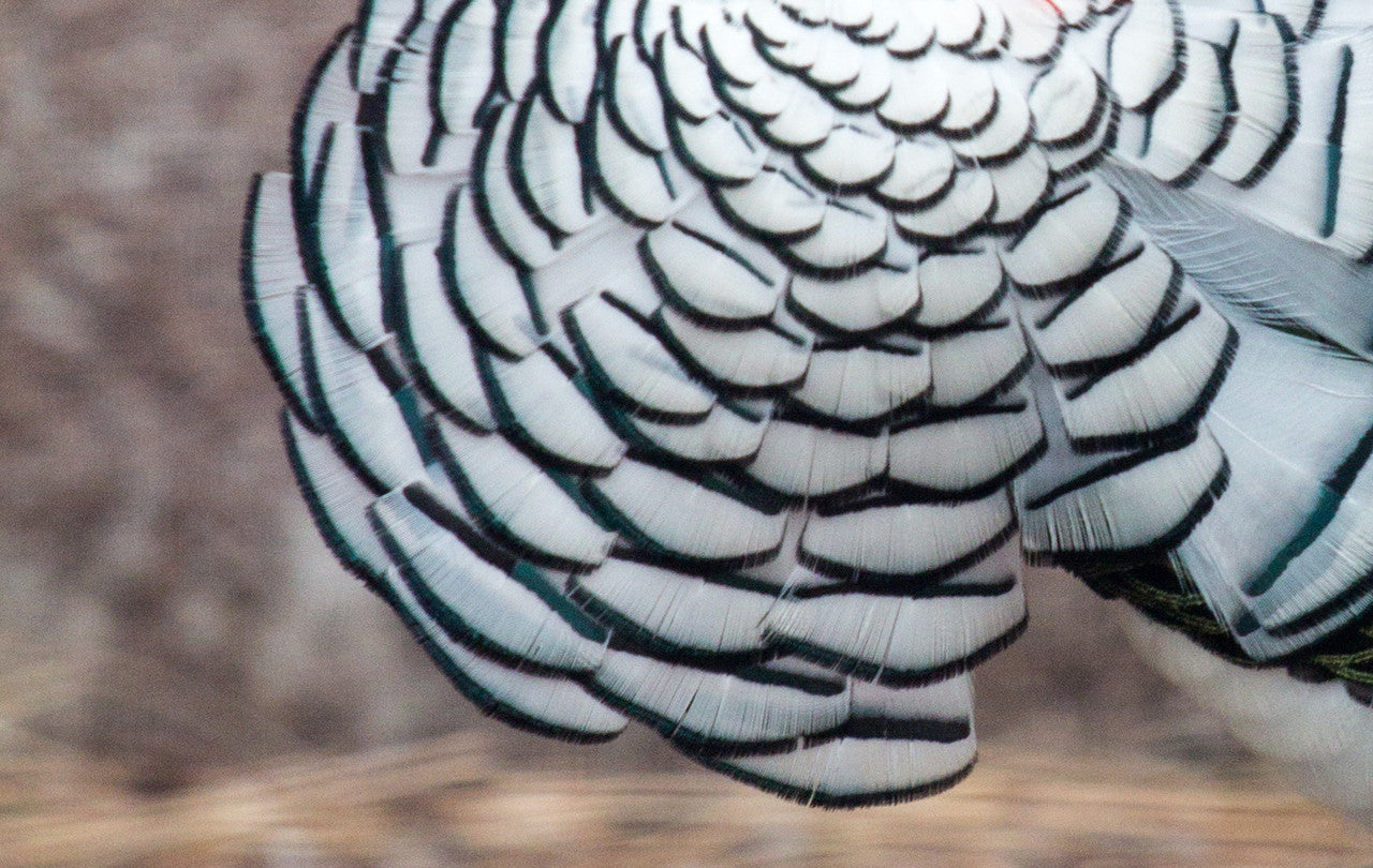 1 Dozen - Orange Lady Amherst Pheasant Tippet Feather