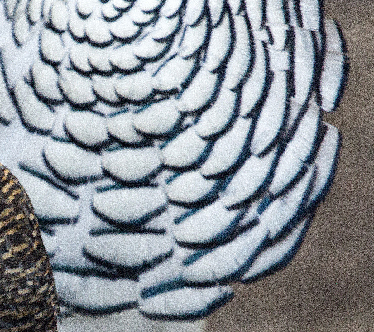 1 Dozen - Black Lady Amherst Pheasant Tippet Feathers