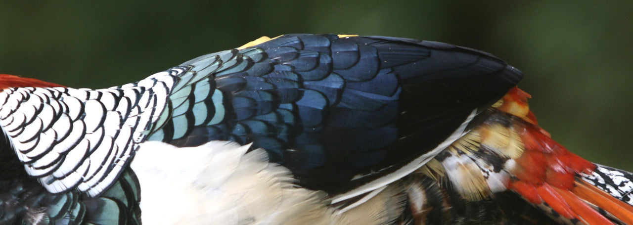 1 Dozen - Black Lady Amherst Pheasant Tippet Feathers