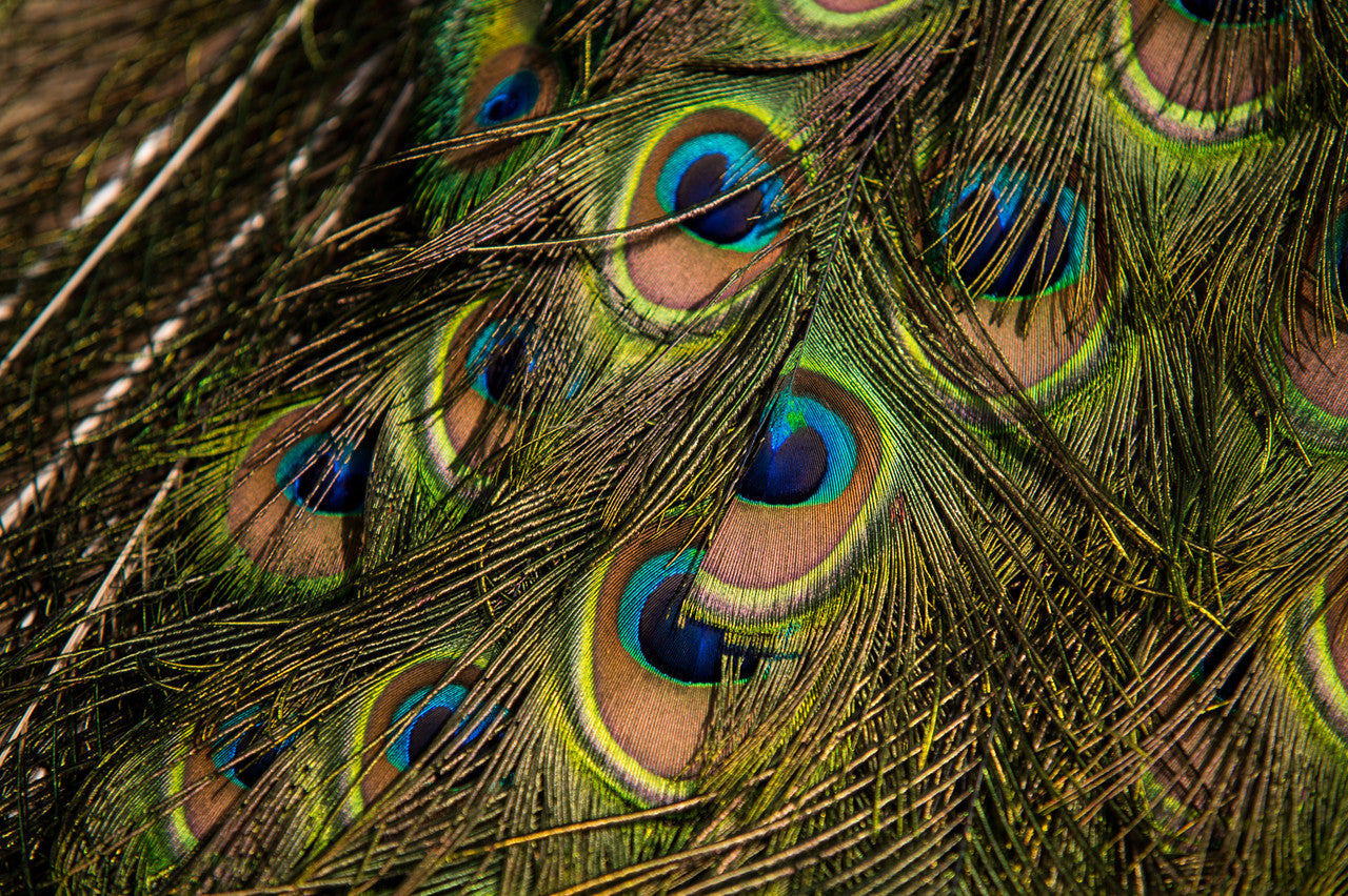 10 Pieces - 10-12" Big Eye Natural Iridescent Green Peacock Tail Eye Feathers