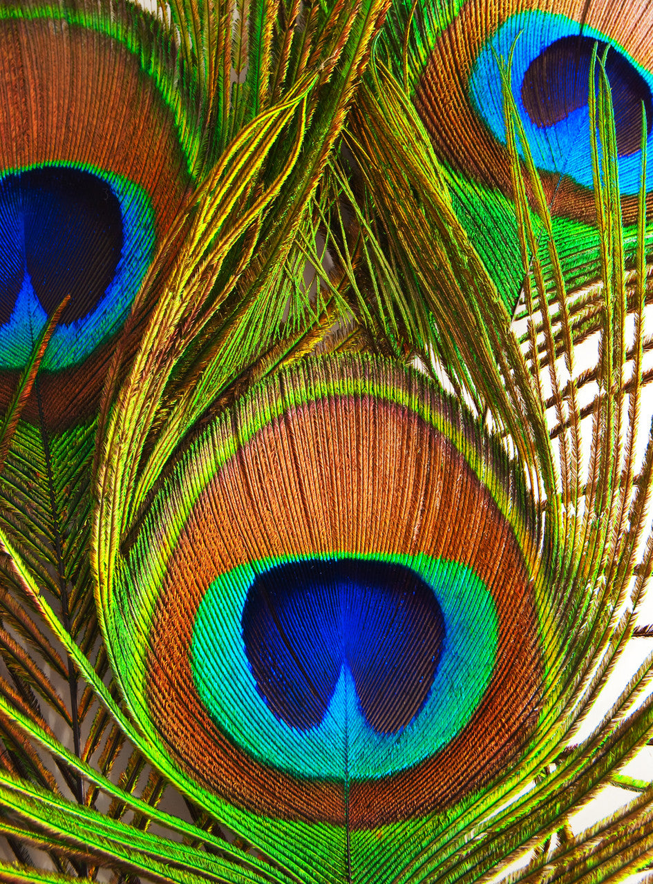 10 Pieces - 10-12" Big Eye Natural Iridescent Green Peacock Tail Eye Feathers