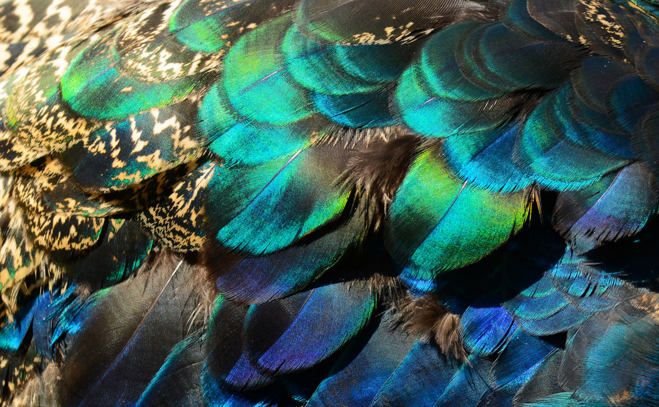 10 Pieces - Electric Blue Iridescent Peacock Round Plumage Feathers