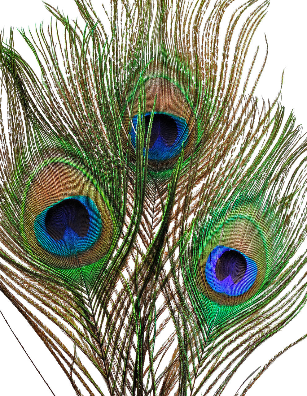 10 Pieces - 10-12" Big Eye Natural Iridescent Green Peacock Tail Eye Feathers