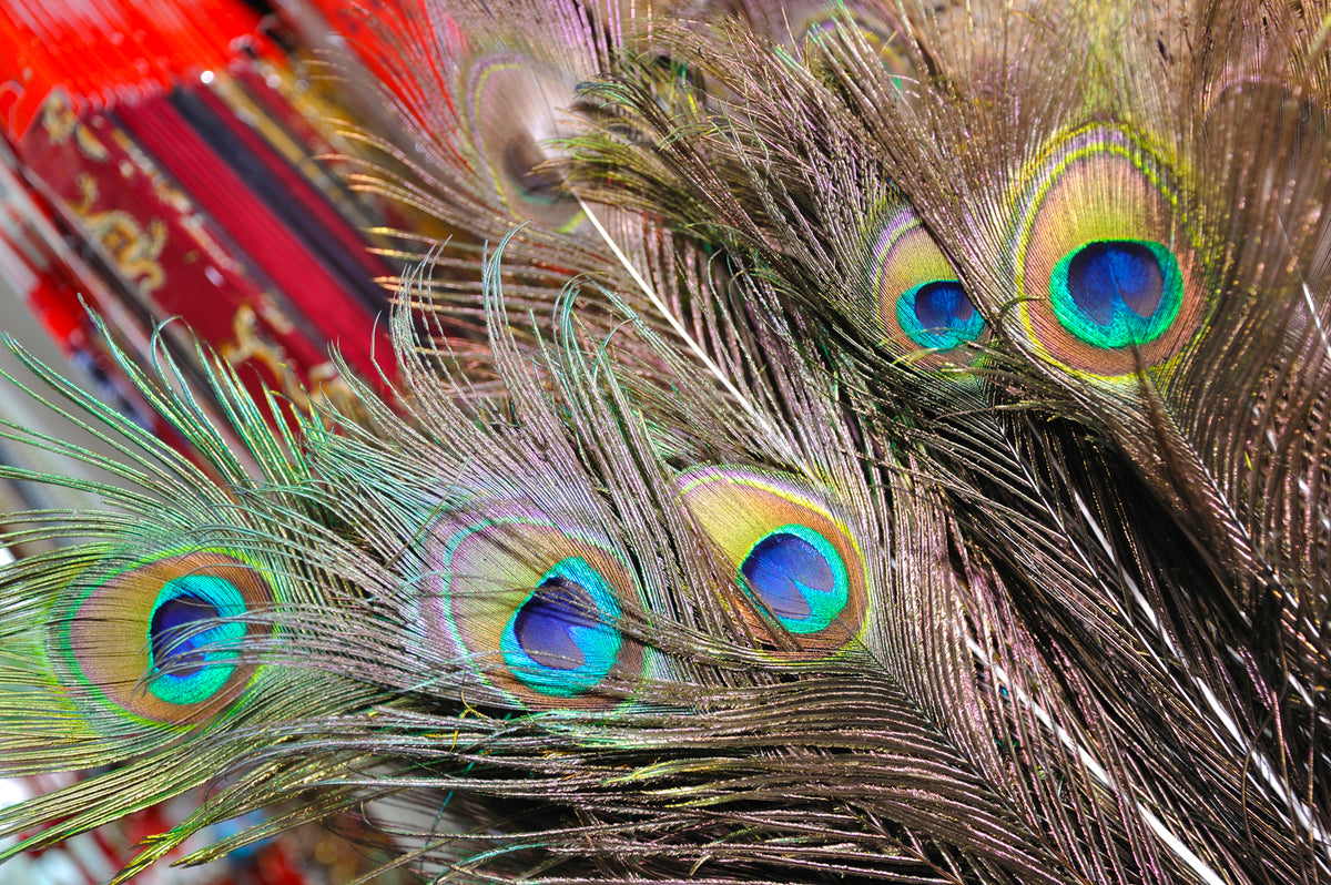 10 Pieces - 10-12" Big Eye Natural Iridescent Green Peacock Tail Eye Feathers