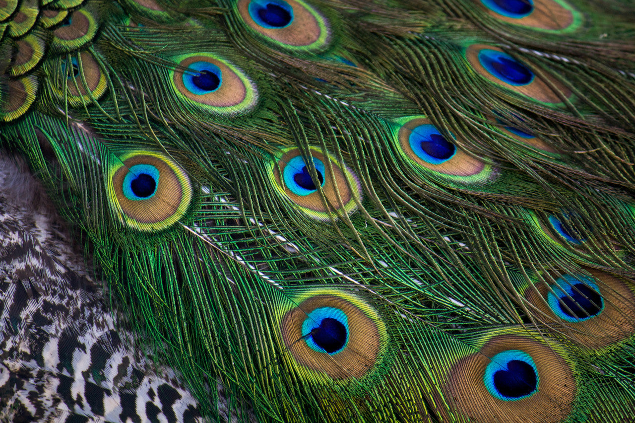 500 Pieces - 10-12" Natural Iridescent Green Peacock Tail Eye Wholesale Feathers (Bulk)