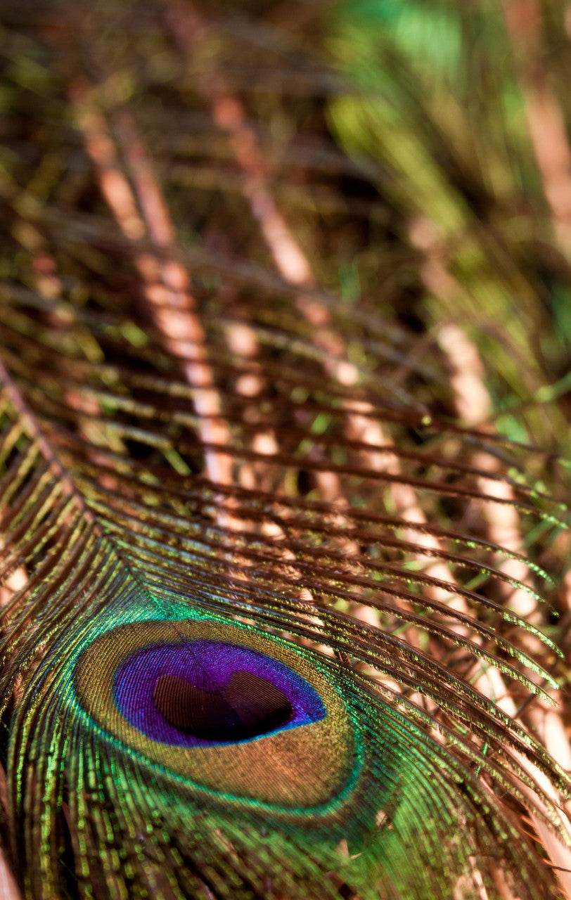 10 Pieces - 10-12" Big Eye Natural Iridescent Green Peacock Tail Eye Feathers