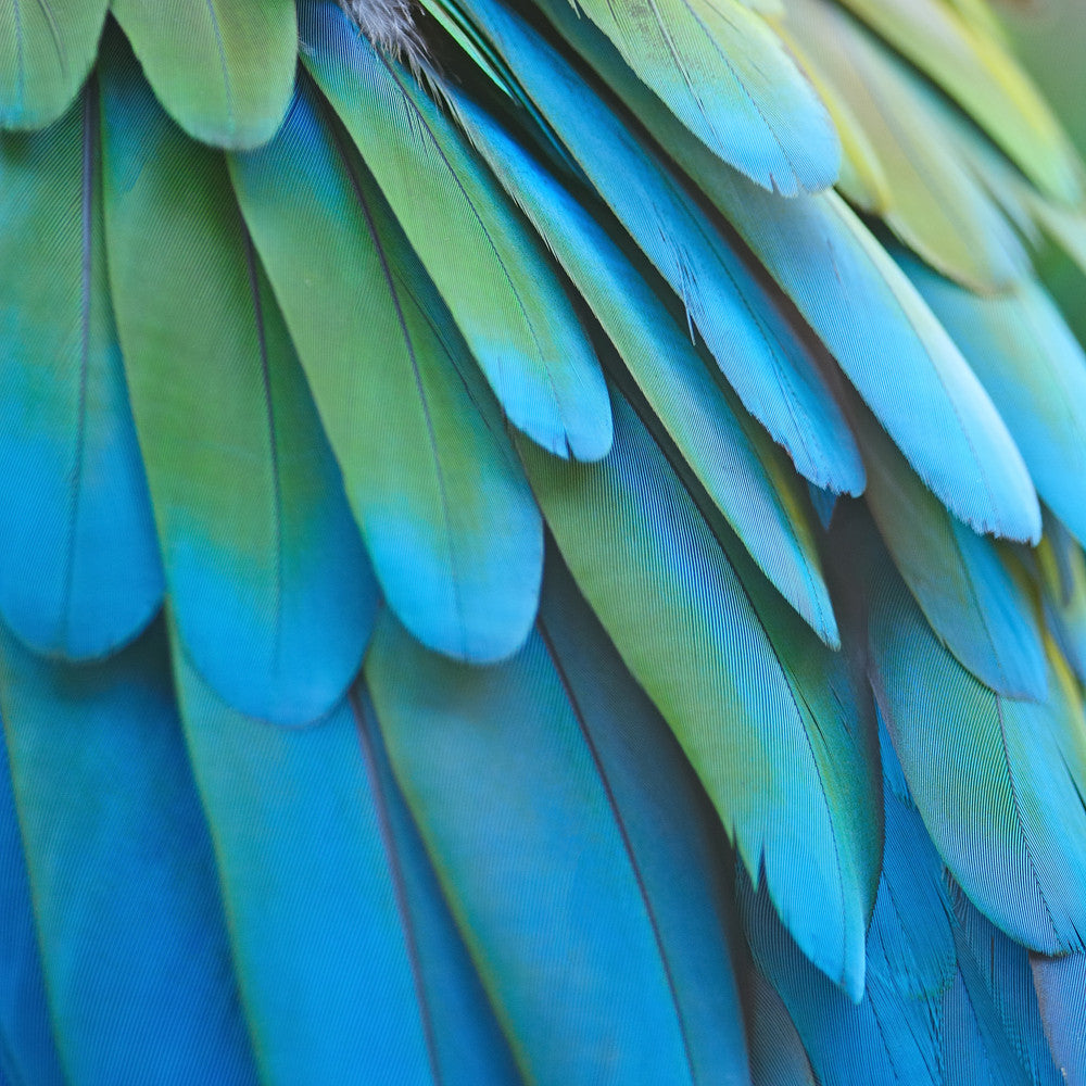 4 Pieces - Iridescent Green And Yellow Greenwing Macaw Small Wing Feathers -Rare-