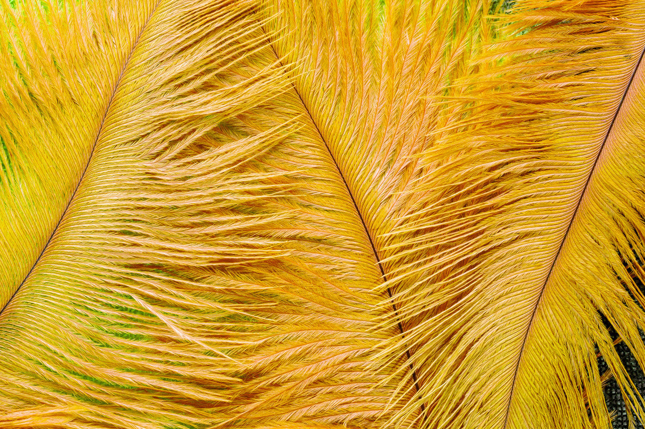 10 Pieces - 17-19" Golden Yellow Large Bleached & Dyed Ostrich Drabs Body Feathers