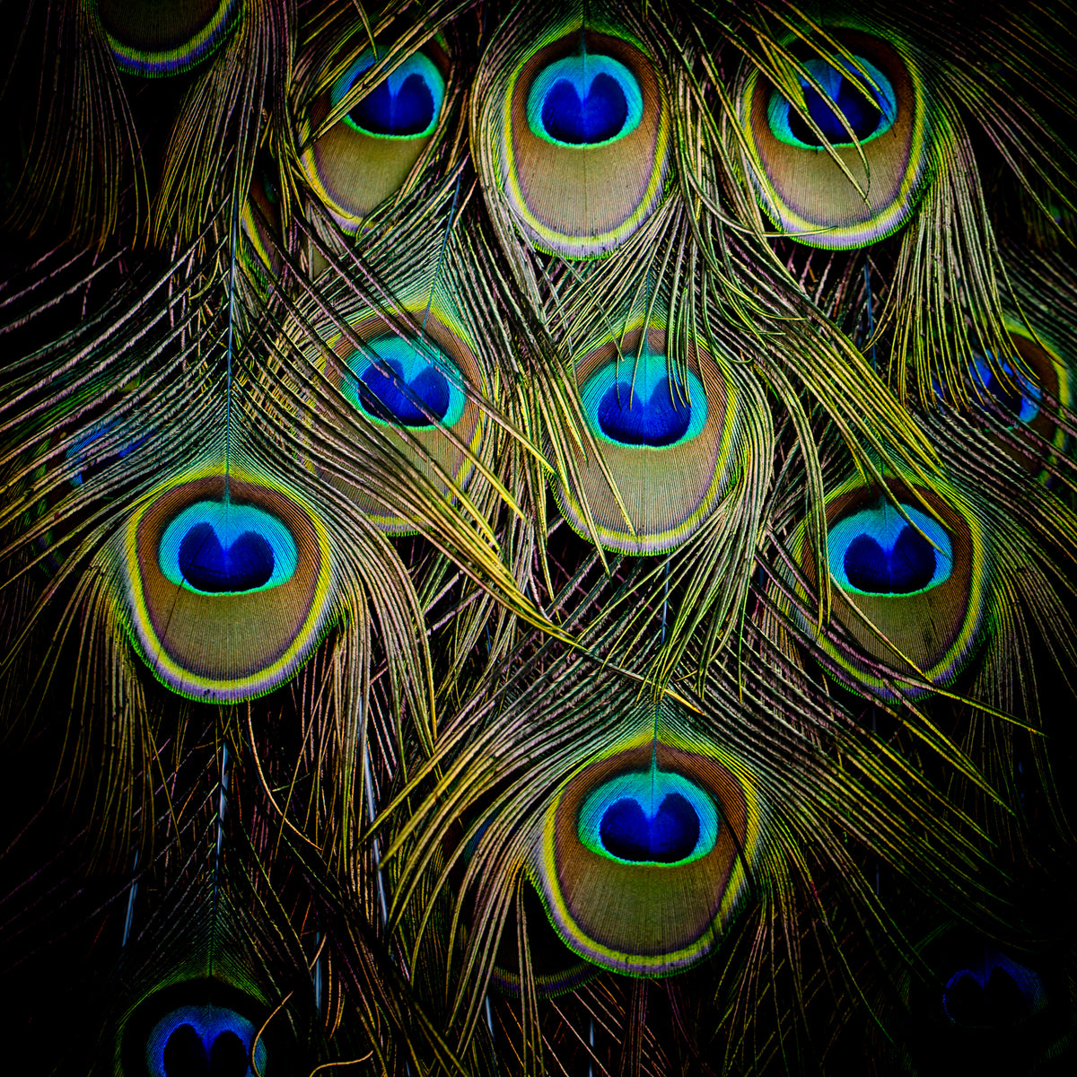 10 Pieces - 10-12" Big Eye Natural Iridescent Green Peacock Tail Eye Feathers