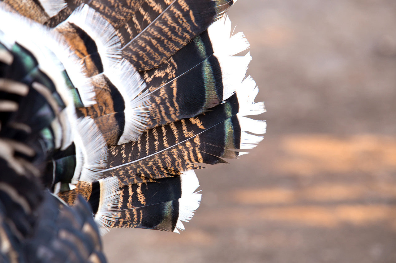 5 Pieces - Natural Merriam Black And Brown Wild Turkey Tail Feathers