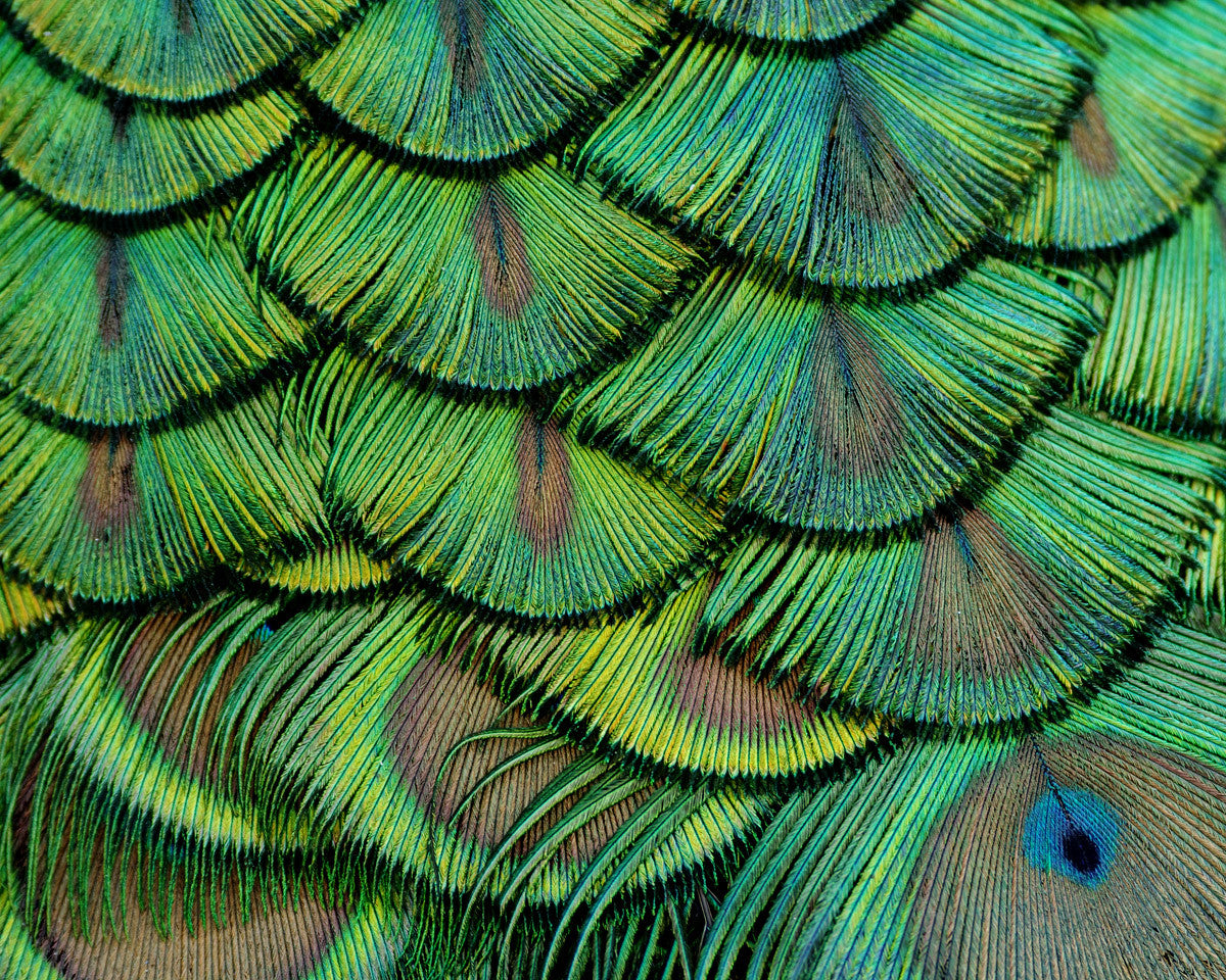 10 Pieces - Iridescent Green Gold Peacock Plumage Loose Feather