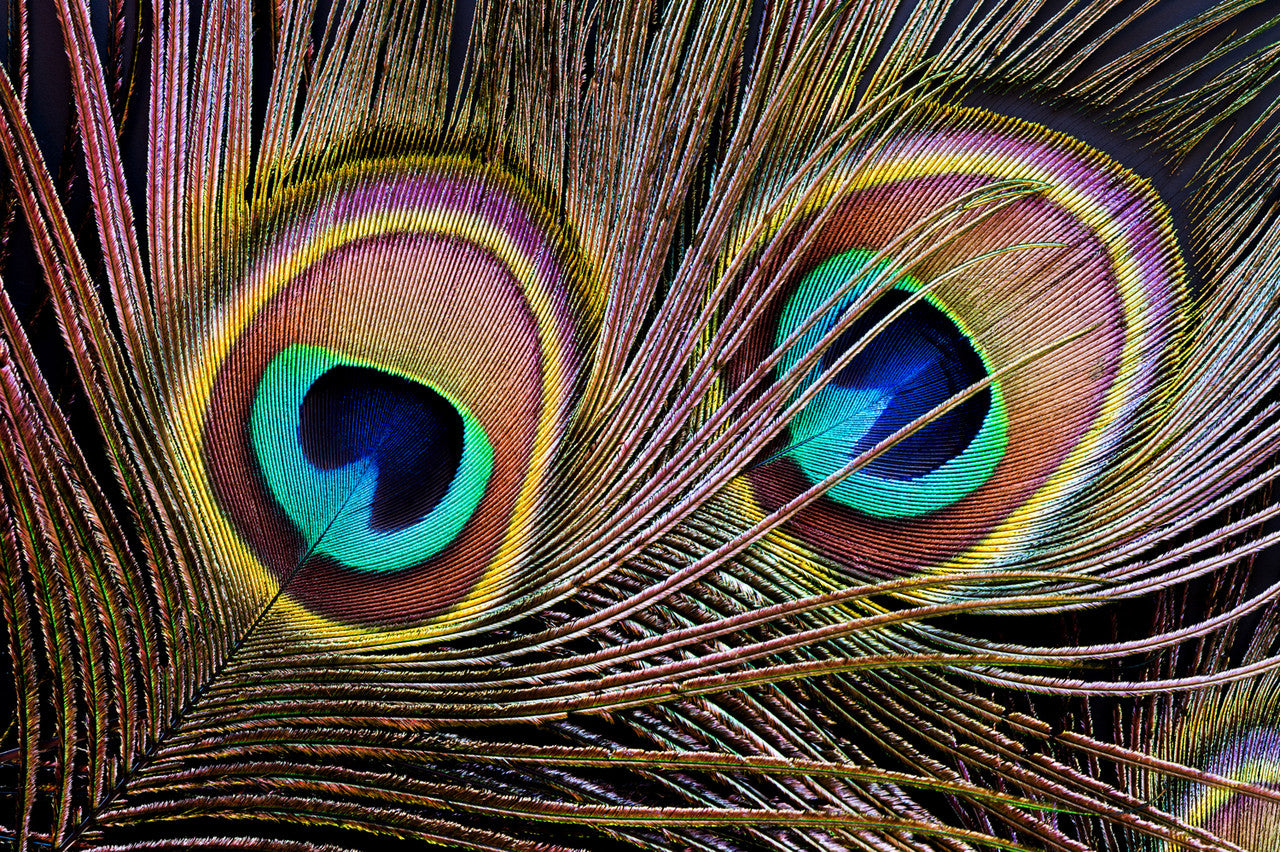 1000 Pieces - 10-12" Natural Iridescent Green Peacock Tail Eye Wholesale Feathers (Bulk)