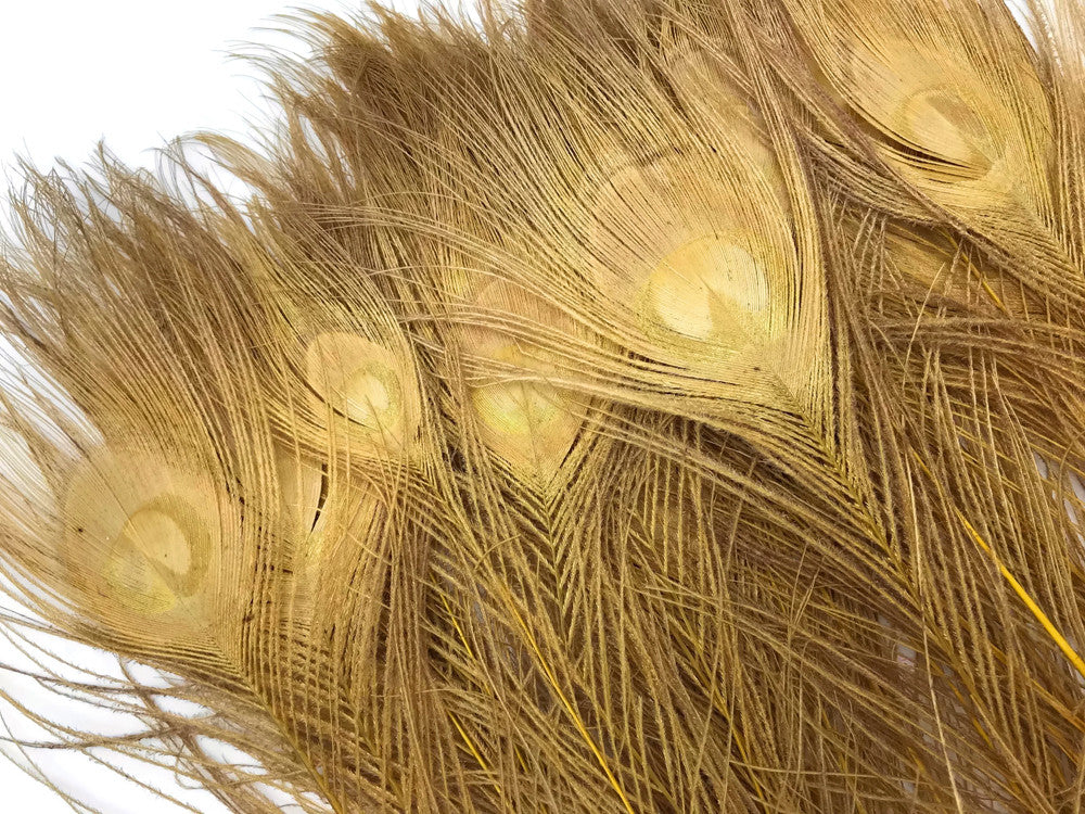 5 Pieces – Dusty Gold Bleached & Dyed Peacock Tail Eye Feathers 10-12” Long 