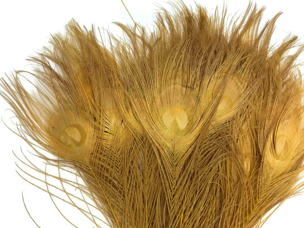 5 Pieces – Dusty Gold Bleached & Dyed Peacock Tail Eye Feathers 10-12” Long 