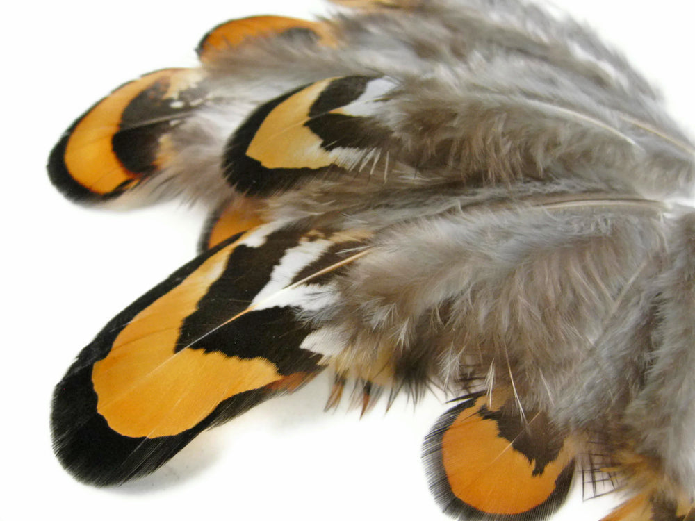 1 Pack - Golden Yellow Reeves Venery Pheasant Plumage Feathers 0.10 Oz.
