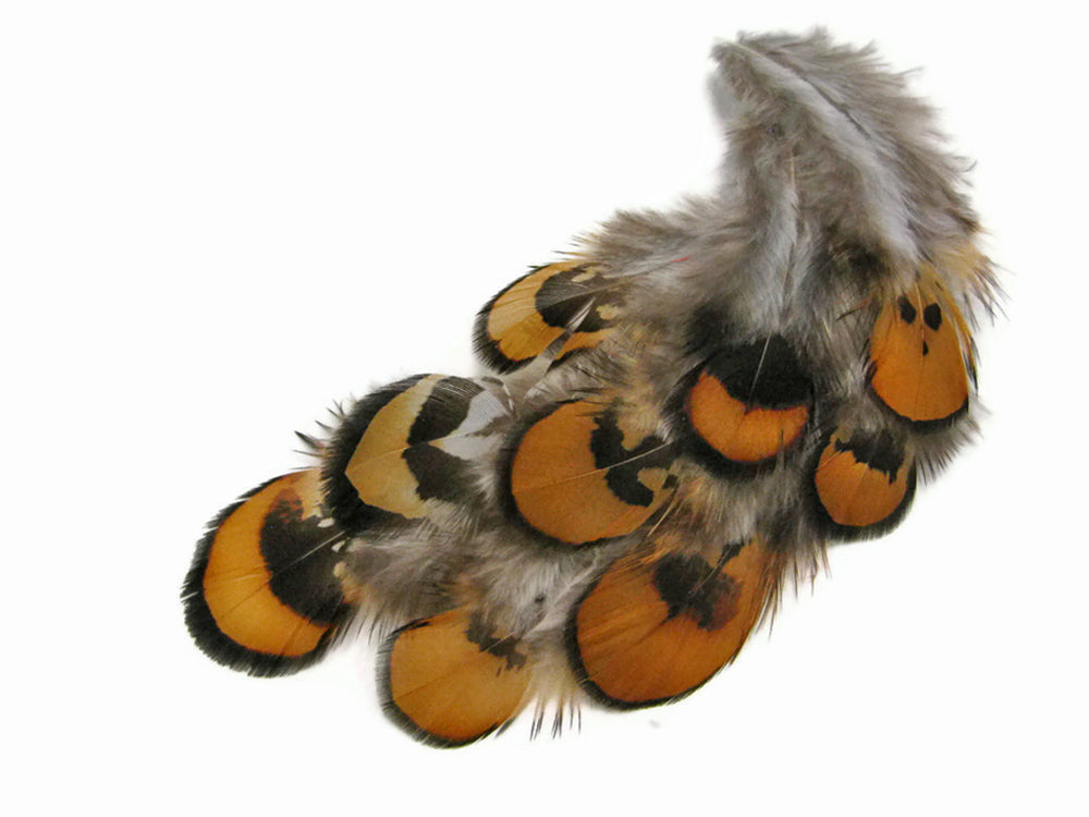 1 Pack - Golden Yellow Reeves Venery Pheasant Plumage Feathers 0.10 Oz.