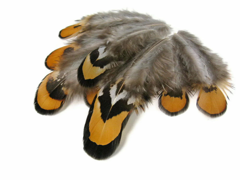 1 Pack - Golden Yellow Reeves Venery Pheasant Plumage Feathers 0.10 Oz.