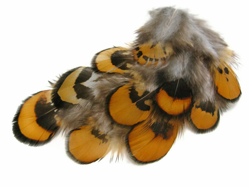 1 Pack - Golden Yellow Reeves Venery Pheasant Plumage Feathers 0.10 Oz.