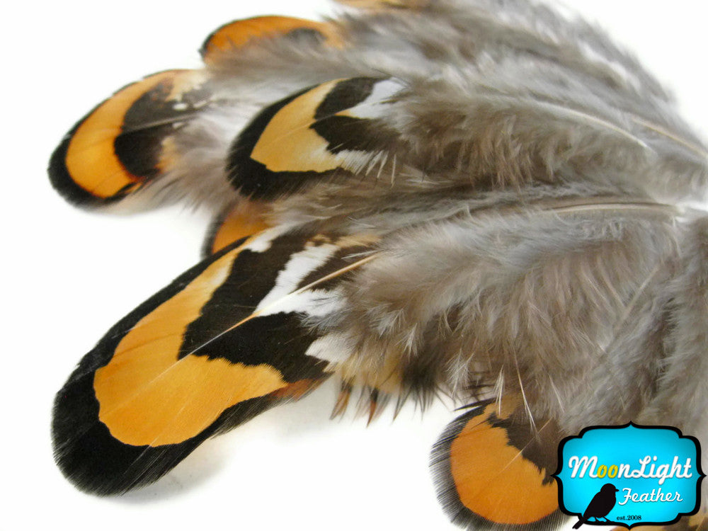 1 Pack - Golden Yellow Reeves Venery Pheasant Plumage Feathers 0.10 Oz.