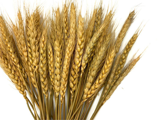 50 Pieces - 10-12" Golden Tan Preserved Dried Botanical Wheat Grass