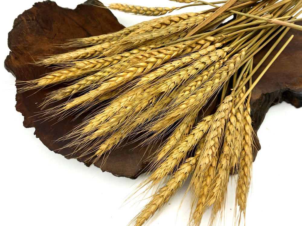 50 Pieces - 10-12" Golden Tan Preserved Dried Botanical Wheat Grass