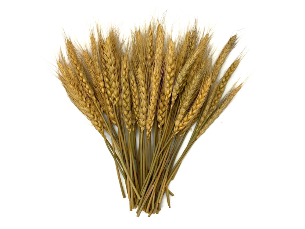 50 Pieces - 10-12" Golden Tan Preserved Dried Botanical Wheat Grass