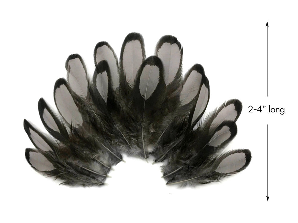 1 Dozen - Heron Gray Whiting Farms Laced Hen Saddle Feathers