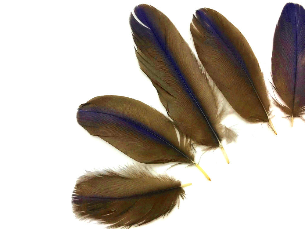 4 Pieces - Blue Hyacinth Macaw Small Flat Body Feathers - Rare -