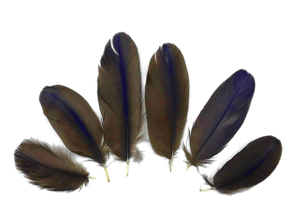 4 Pieces - Blue Hyacinth Macaw Small Flat Body Feathers - Rare -