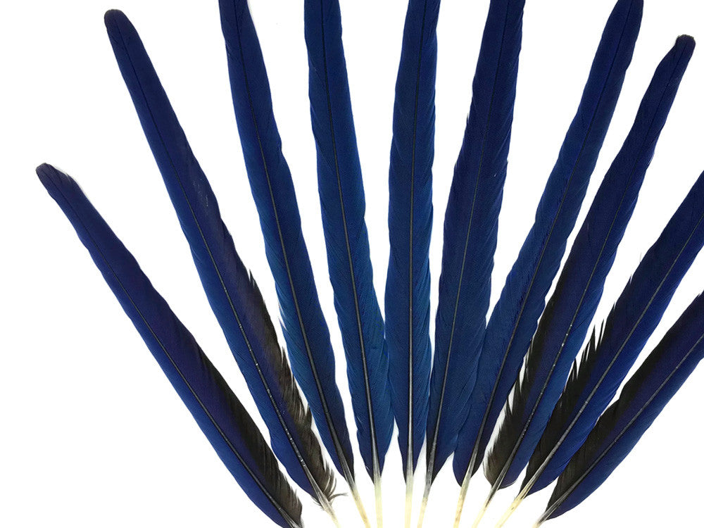 Set of 10 Tails Feathers - 17-22" Navy & Black Hyacinth Macaw Long Tail Feather Set - Rare-